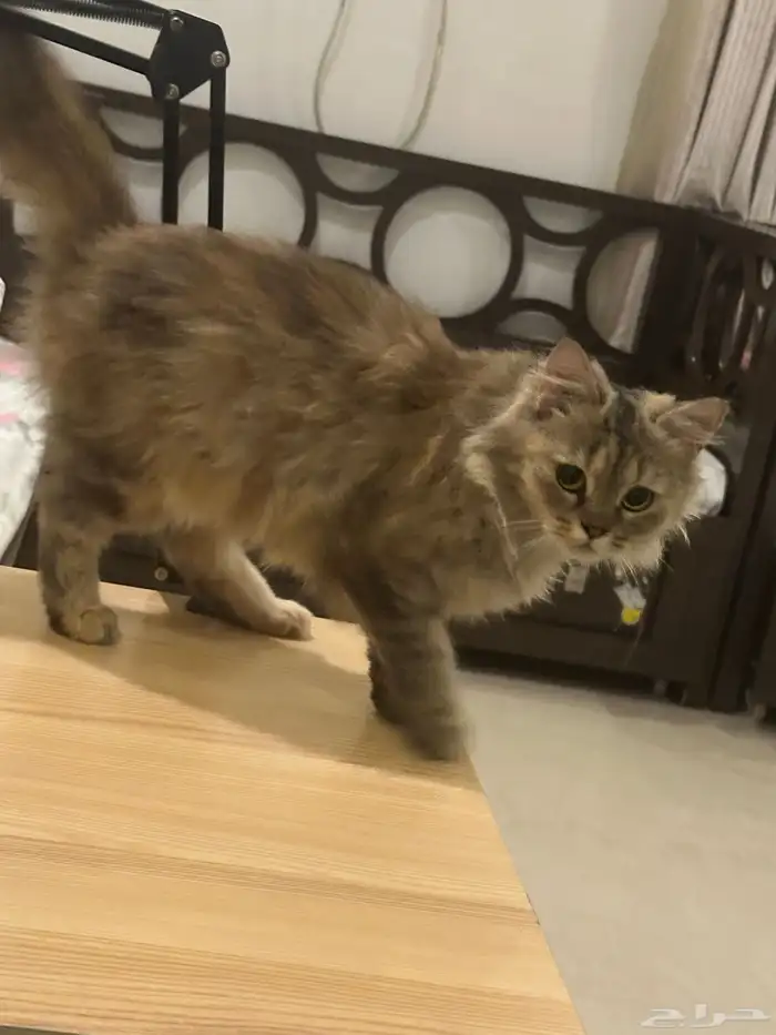 قطه بيت اليفه للتبني 4