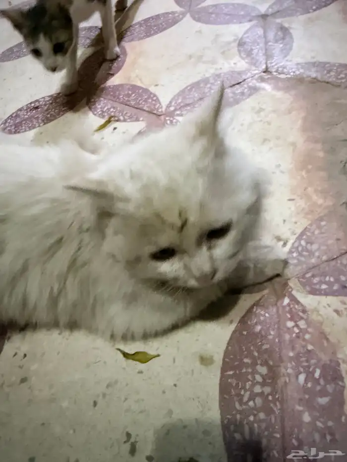 قط شيرازي ابيض و اليف جدا للتبني 2