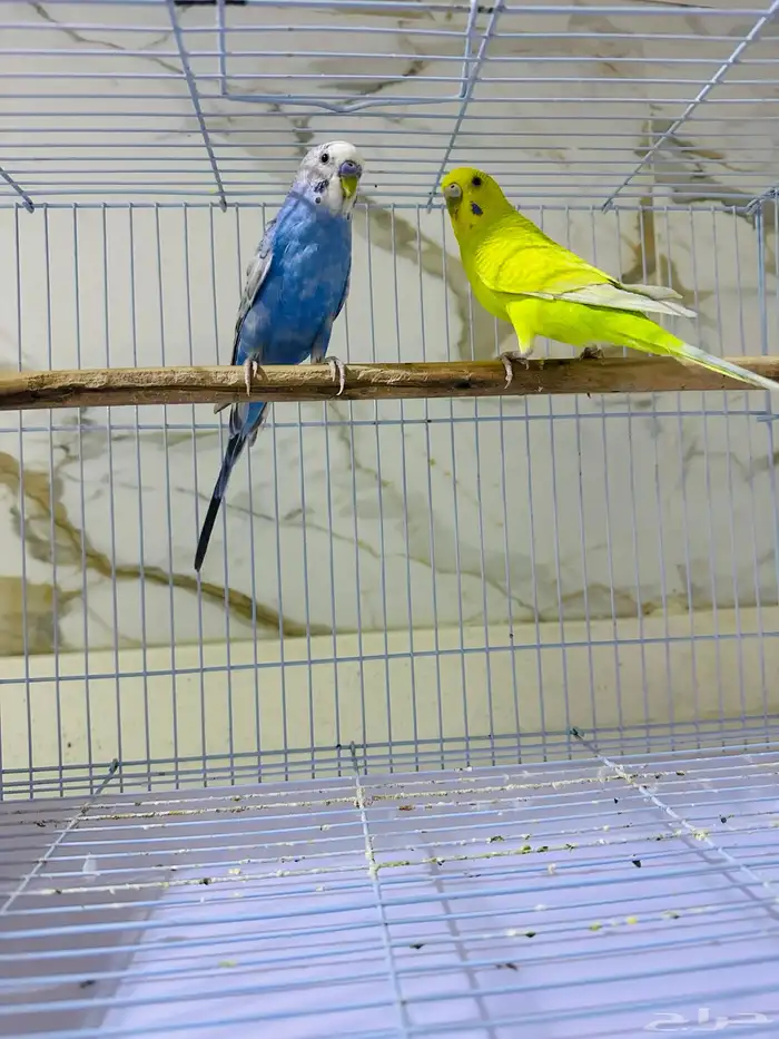 للبيع زوج طيور الحب (ذكر وانثى ) مع القفص 1