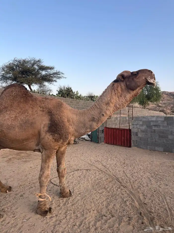 بعير منوب هايج جبر هايل على جميع شروط للبيع 0