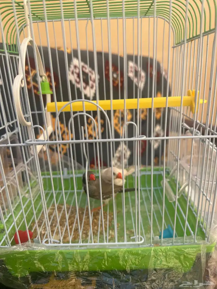 طيور زيبرا 0