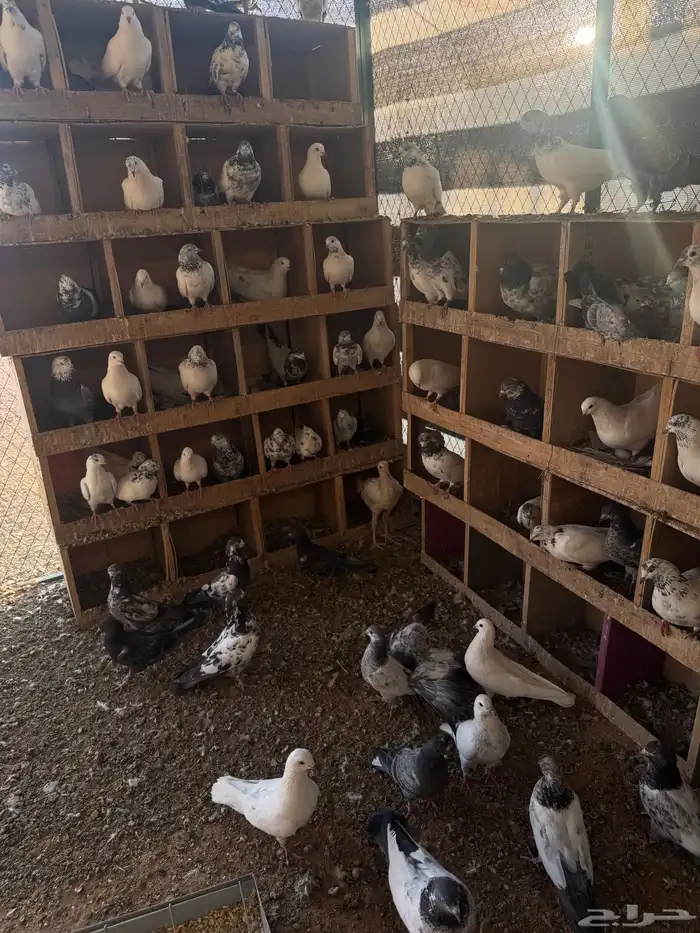 حمام باكستاني 35 جوز 0