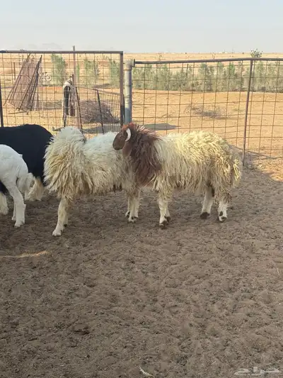 ذبايح مقفلات شحم وجروم حري ونجد ونعيم index