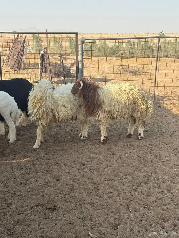 ذبايح مقفلات شحم وجروم حري ونجد ونعيم 1