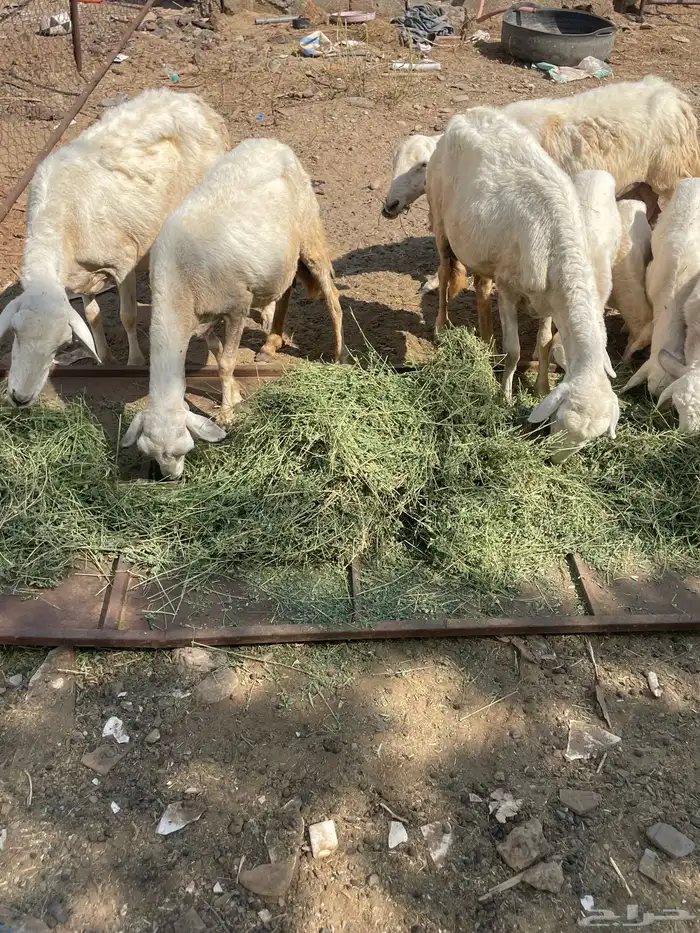 تم تم البيع الضان الصحه شرط العدد 5 كبمراح واحد تم البيع 7