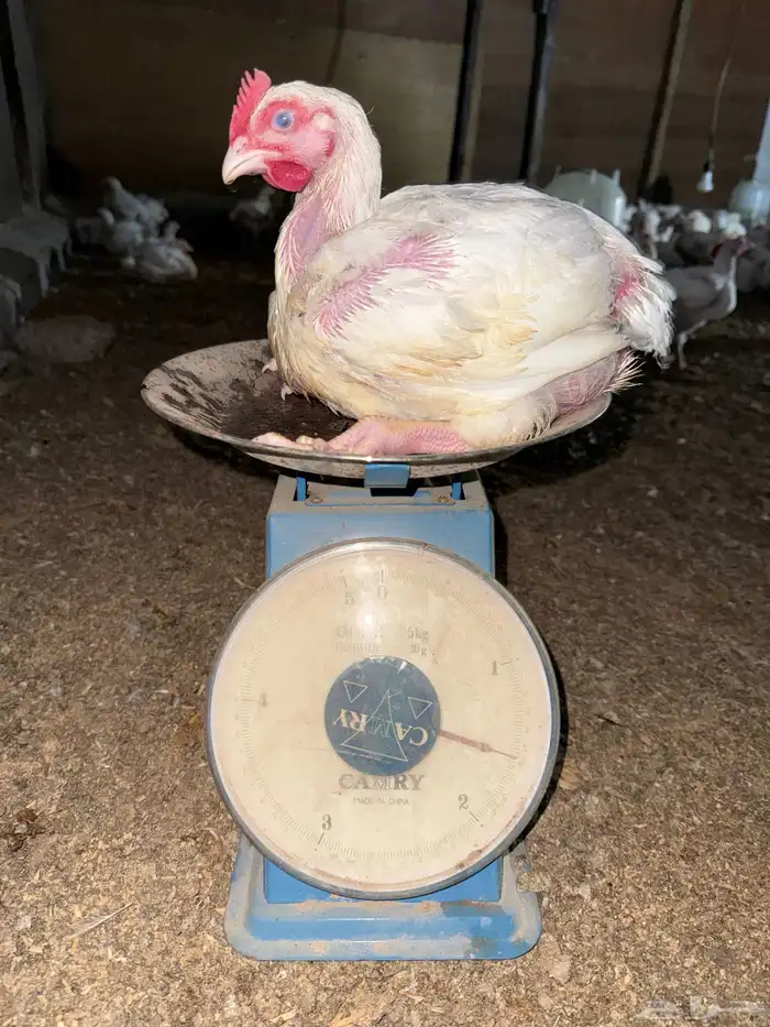 دجاج لاحم(مكاين) 0