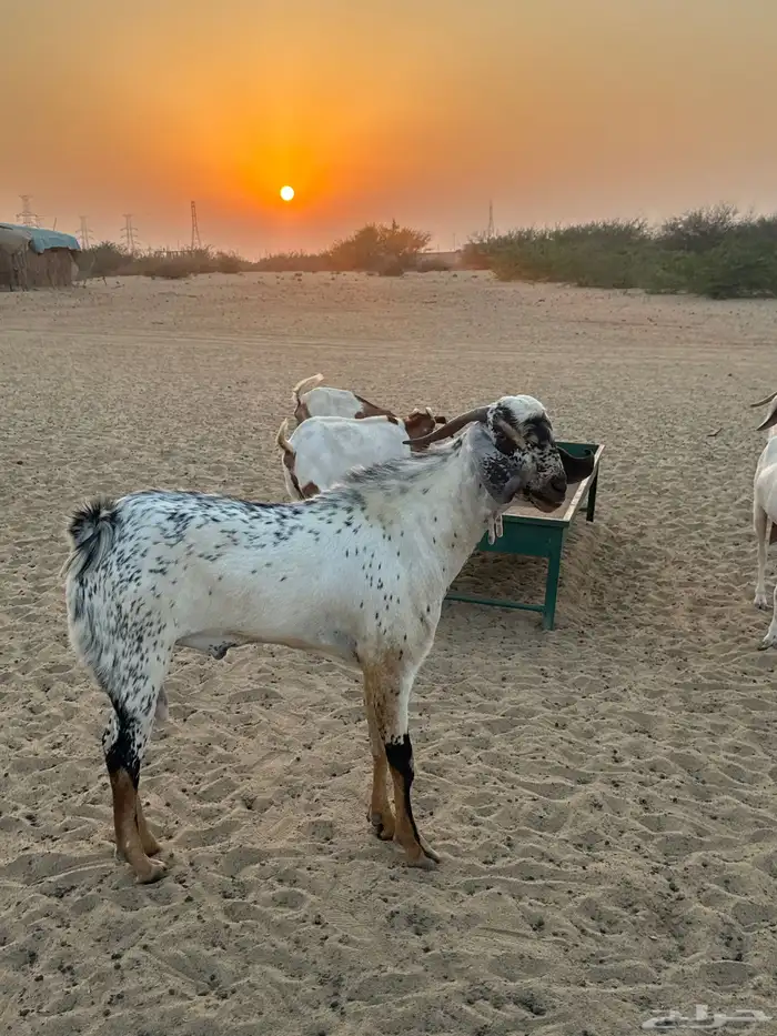 فحل جدع عمره 8 شهور 3