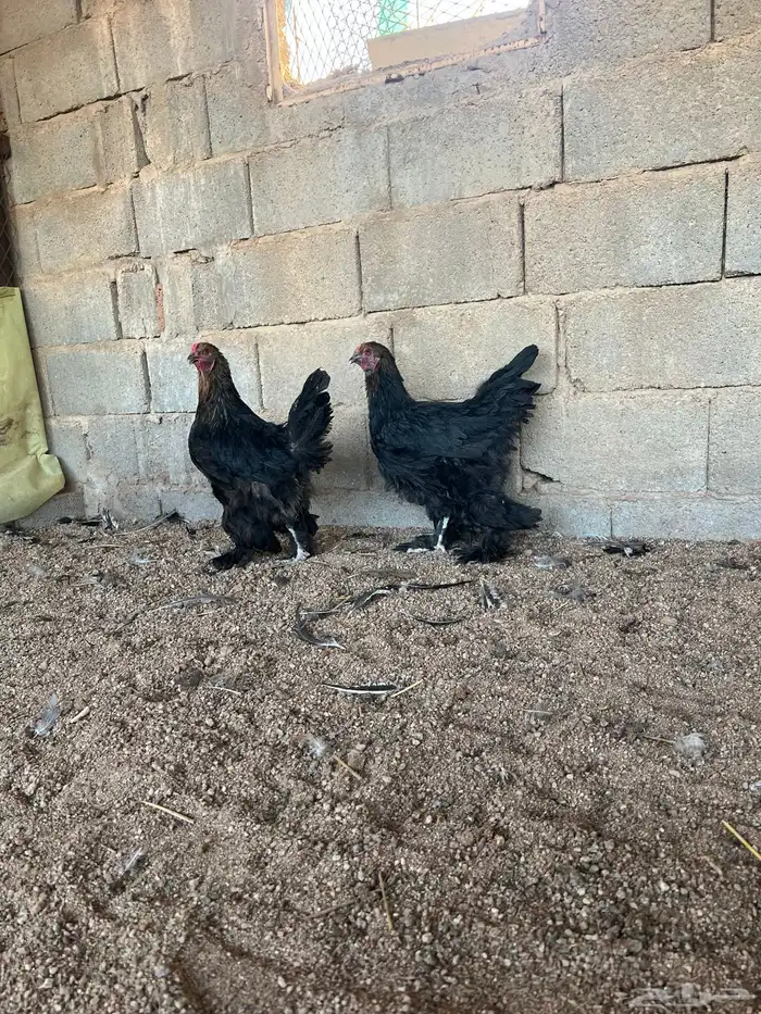 للبيع طقم براهما اسود 0