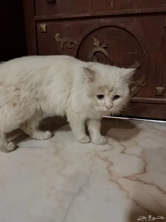 قط شيرازي ابيض و اليف جدا للتبني 7