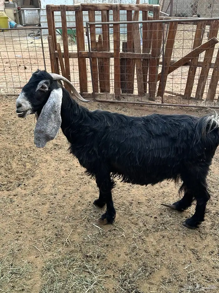 عنز عارضيه مضرع 0