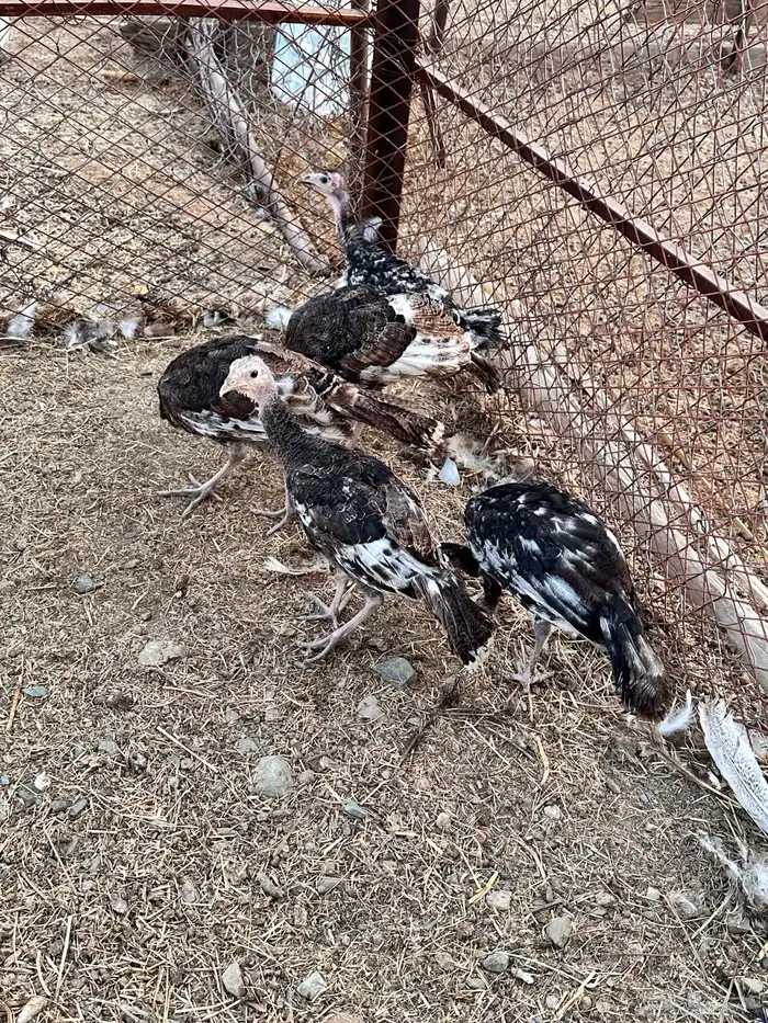 رومي للبيع صوص 8