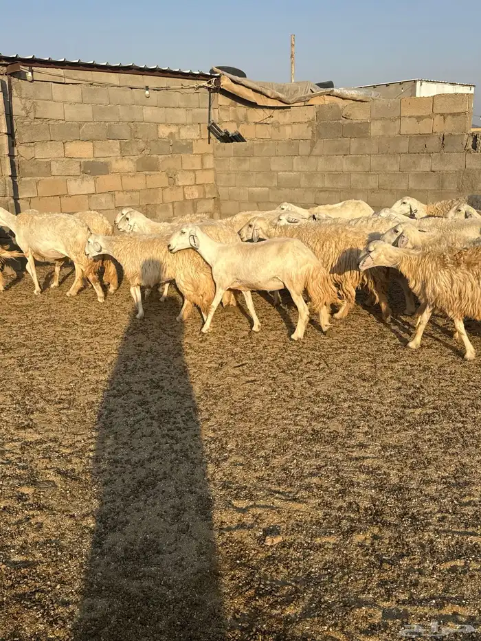 حريات حرش فاخره 20