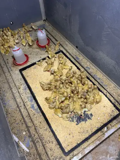 صوص بط بكيني index