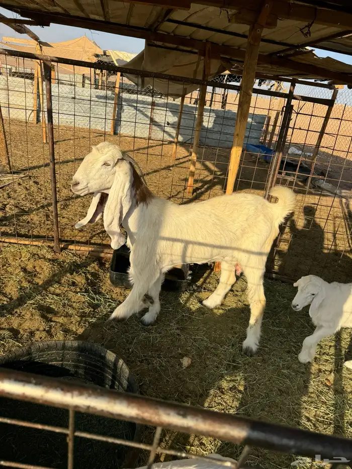 عنز هولنديه 3