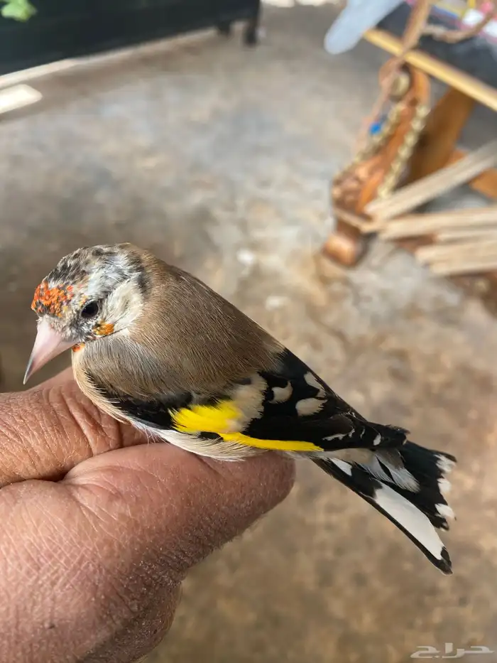 حسون فرخ ذكر تم البيع 2