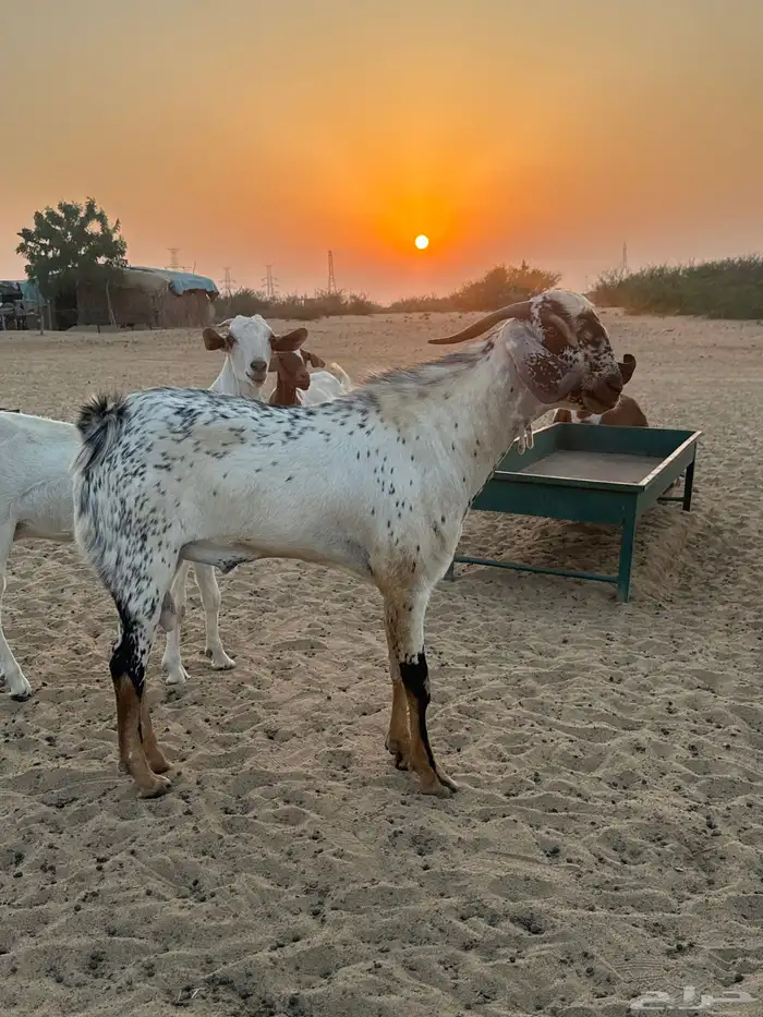 فحل جدع عمره 8 شهور 4