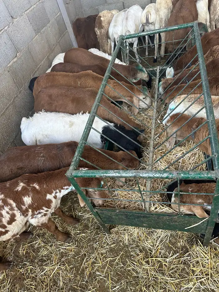 سواكن مرابي عمر 4 شهور 2