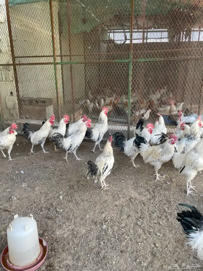 ديوك فرنسي للبيع 4