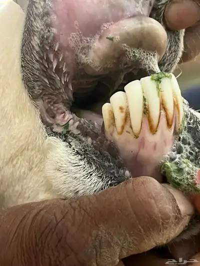 شاه تامه معها طلي ورخل اعمارها شهر index