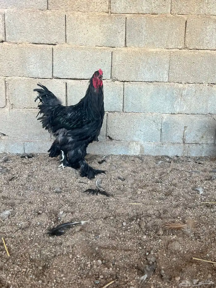 للبيع طقم براهما اسود 2