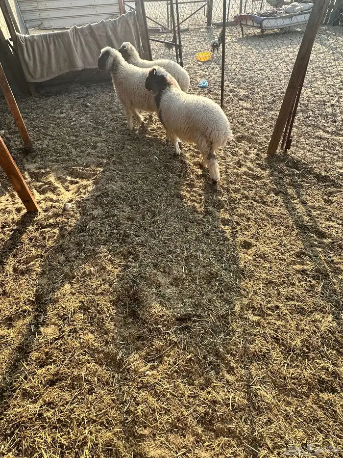 هرافى نعيمي بلدي 3