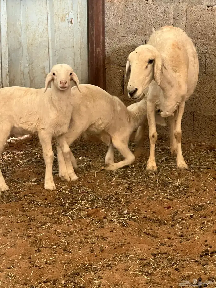 شاه تامه معها طلي ورخل اعمارها شهر 1