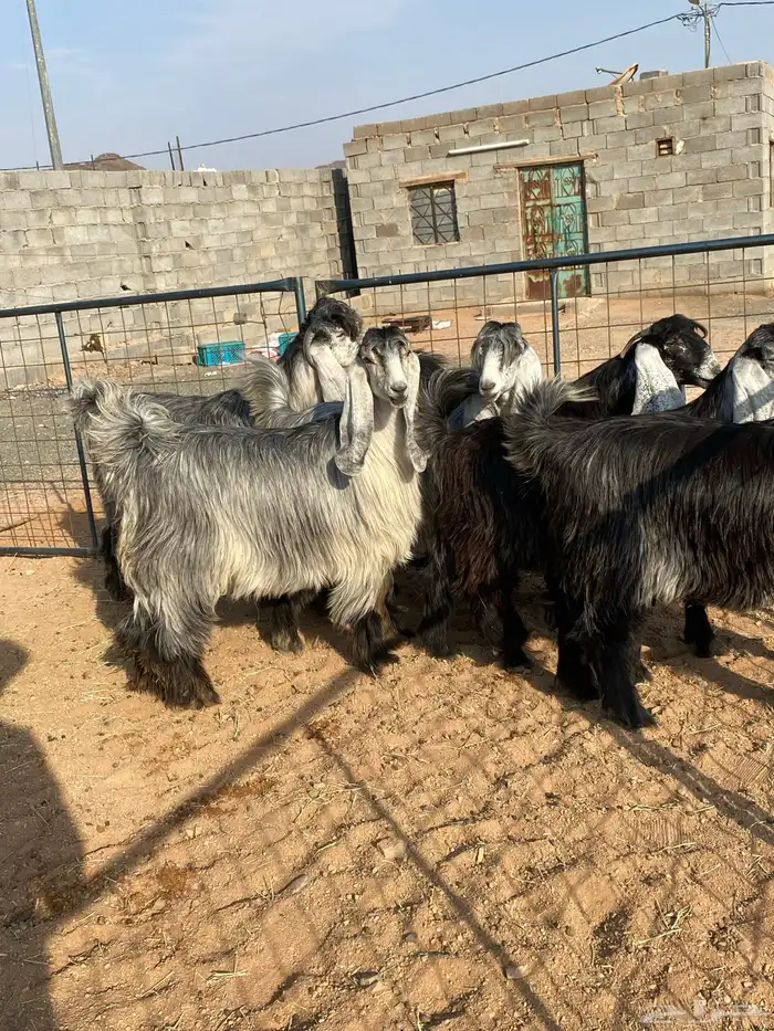 معزا عوارض بفحلها صنف تم البيع تم البيع 16