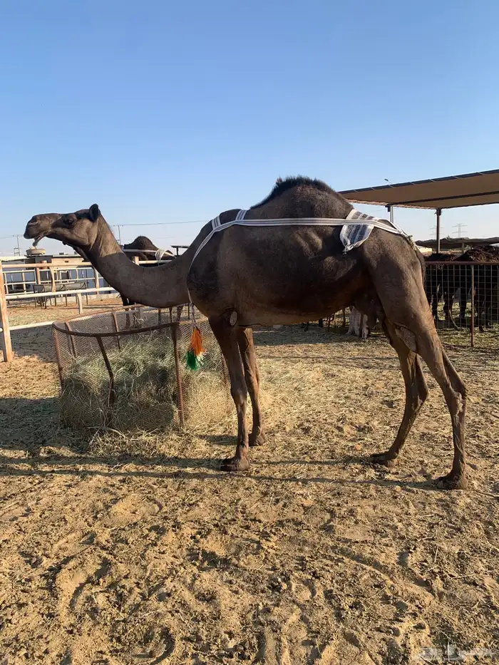 ناقه عشراء ثنو سلم شرط ماعدا قادم كبير شوي 1