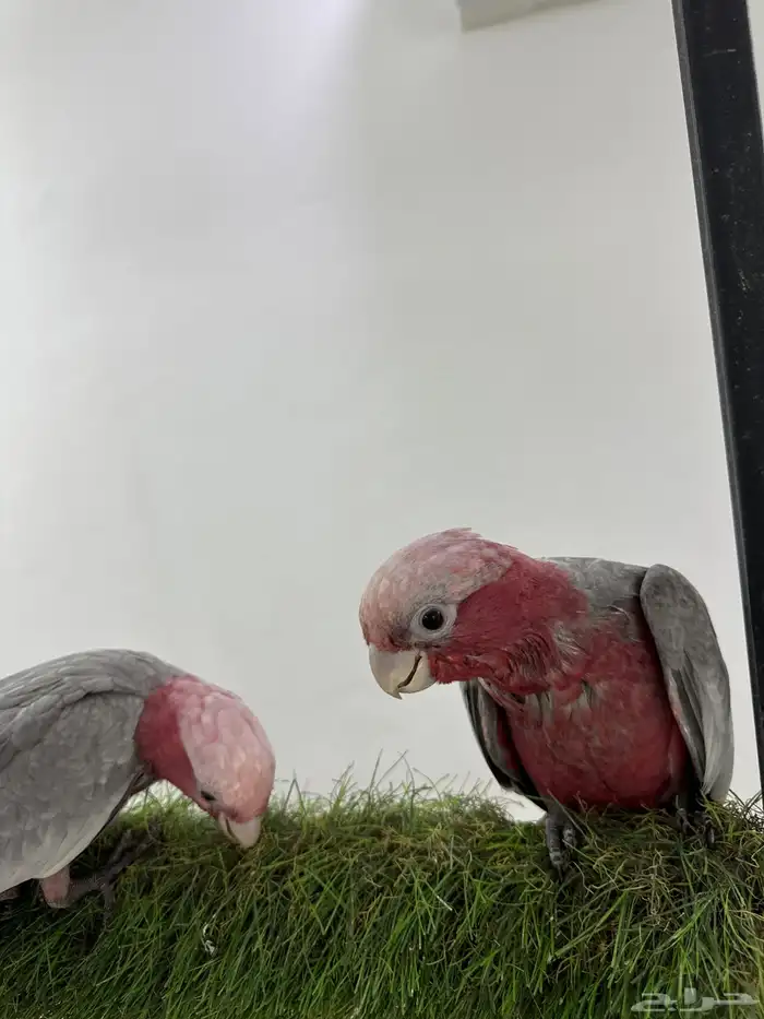 افروخ كوكاتو قالا 2