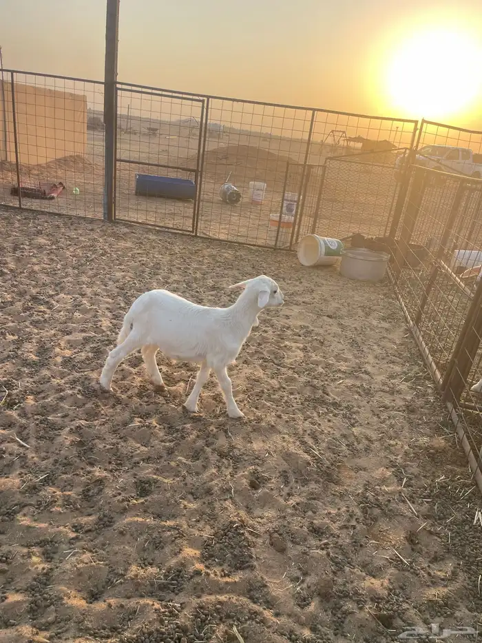 داغور تم البيع الله يبارك له 1