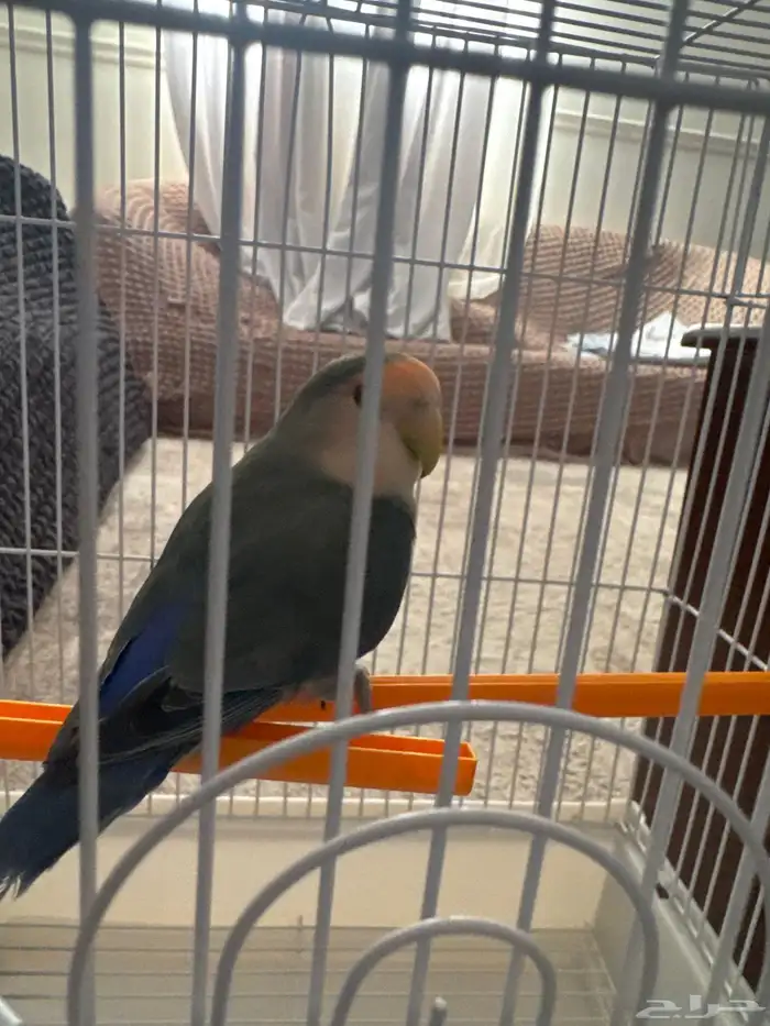 عصفور للبيع 1