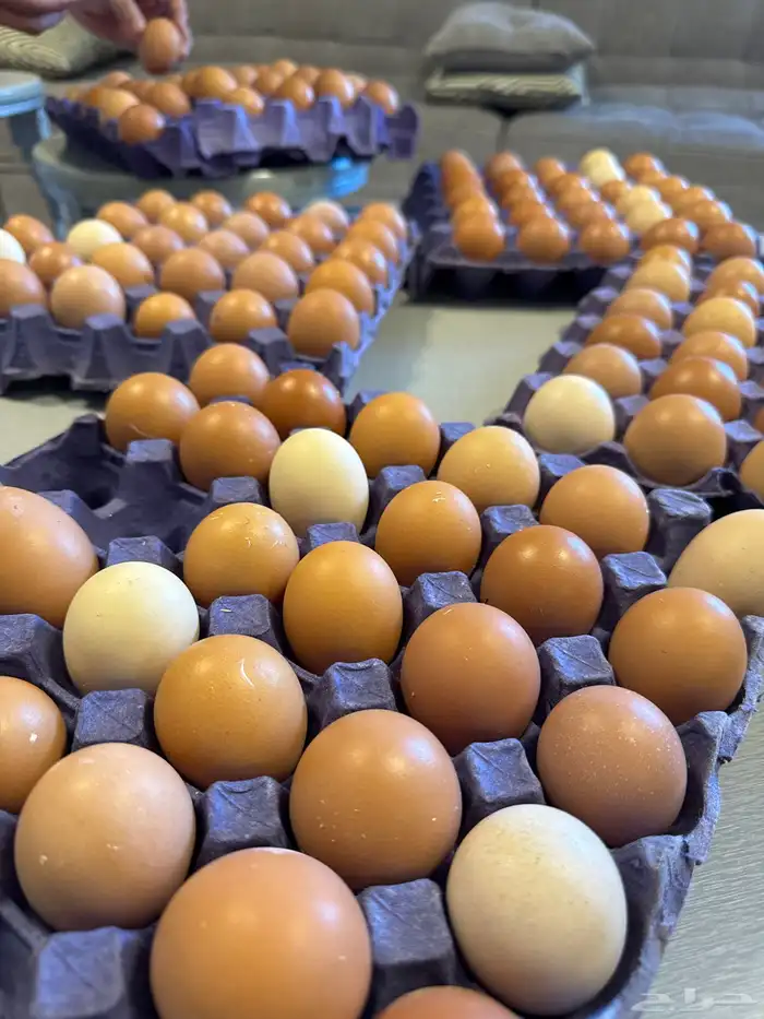 بيض لهمان فرش 4