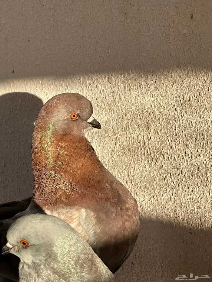 كنقق مودييينا 6