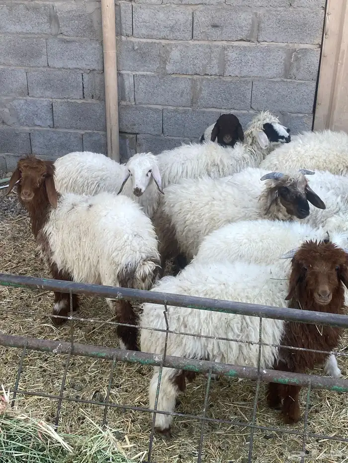 بهم ربط العدد 10 1