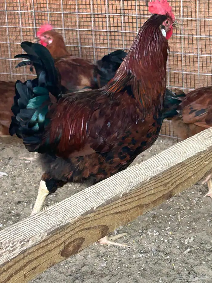 ديوك فرنسية 1