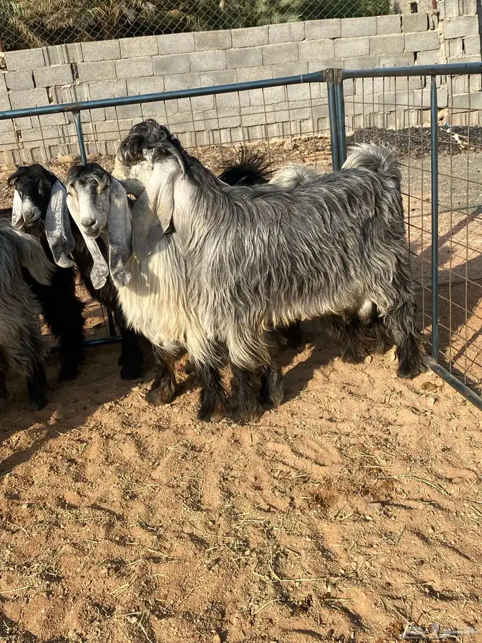 معزا عوارض بفحلها صنف تم البيع تم البيع 24