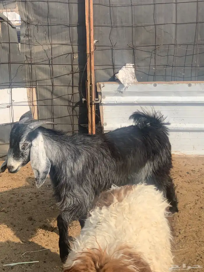 تيوس للبيع 2 وخروف 1الموقع قريب من السوق الجنوبي 0