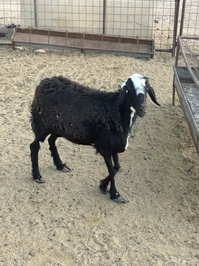 شاه اللبيع 5