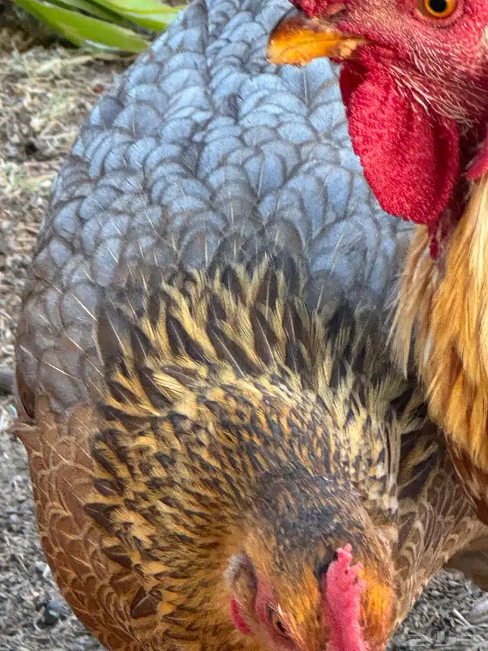 ثلاثة أزواج مهجن مع براهما فاخر من الآخر 15