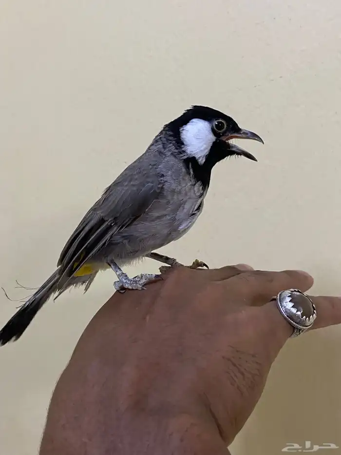 للبيع  أو البدل بلبول 2