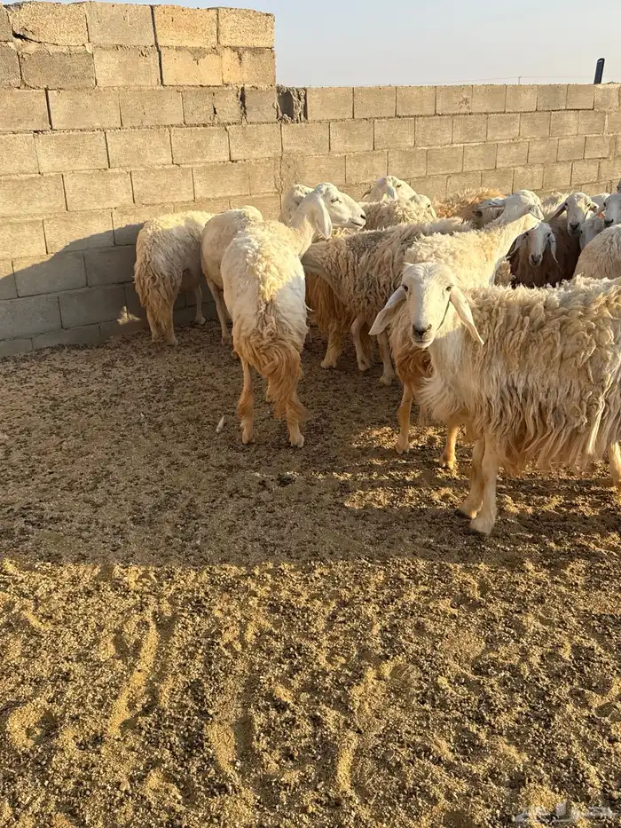 حريات حرش فاخره 2