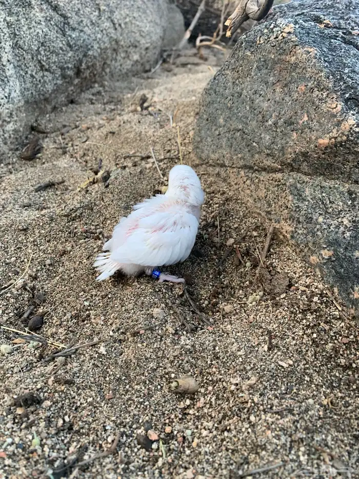 فرخين روز البينو 2