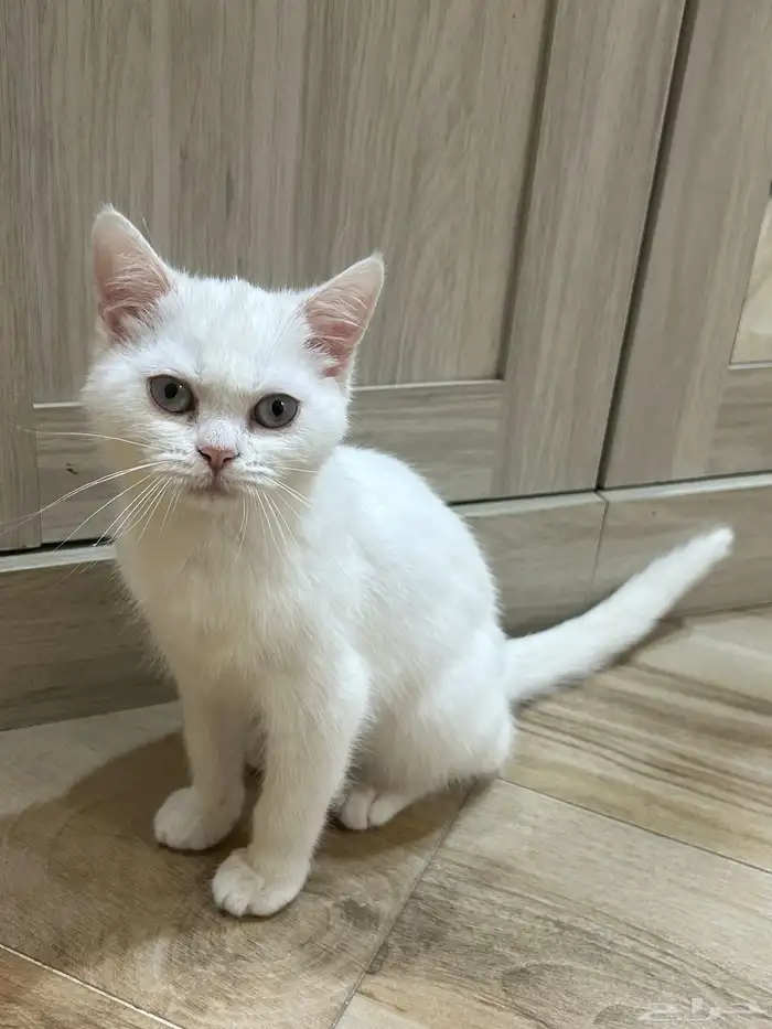 قط للبيع للجادين واتساب فقط 4