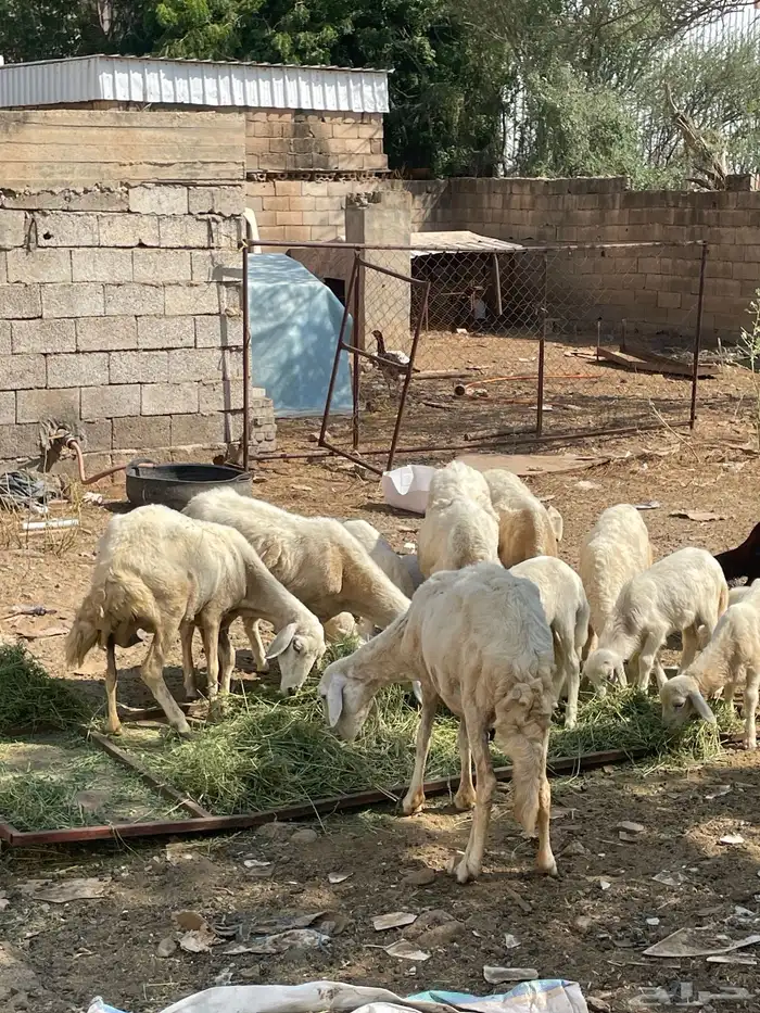 تم تم البيع الضان الصحه شرط العدد 5 كبمراح واحد تم البيع 3