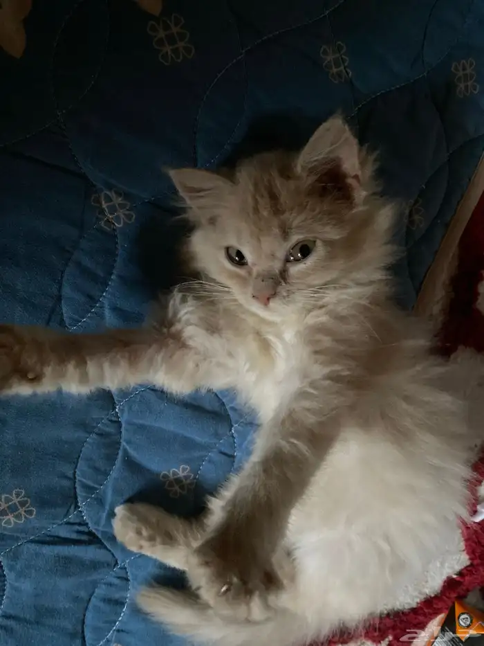 قطه أنثى شيرازي 2