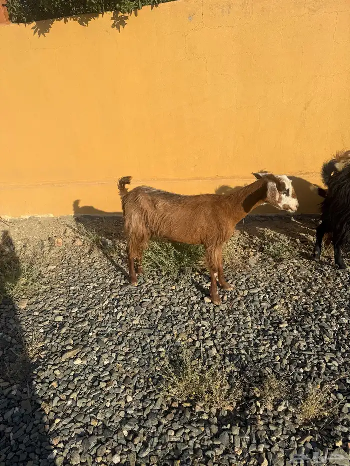 3 ماعز موقعها بني كبير قريب الزوايه 3