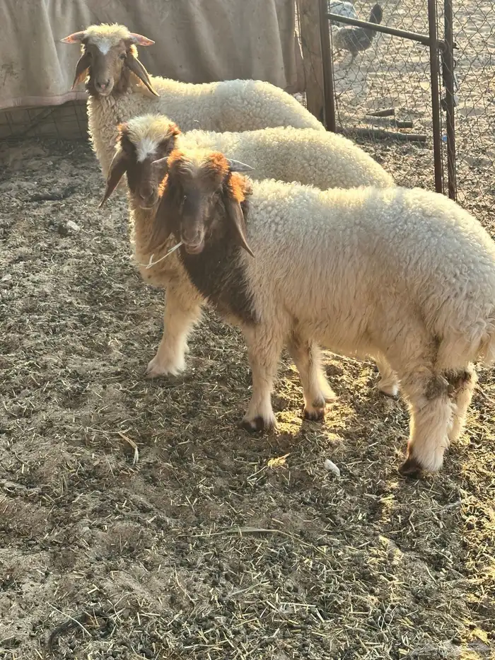 هرافى نعيمي بلدي 0