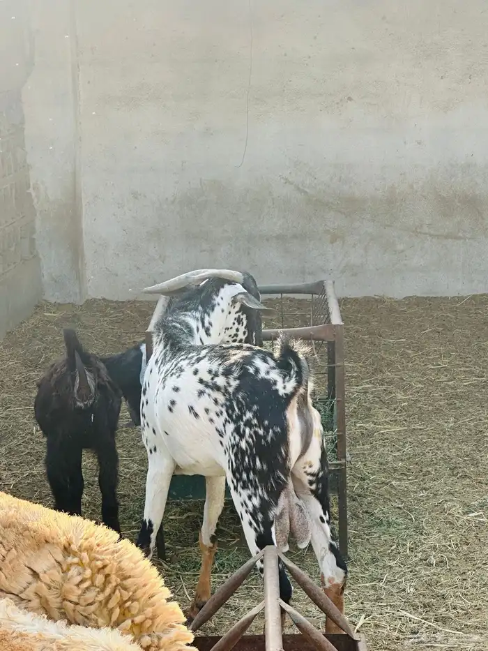 تيس مشروط ثني 0