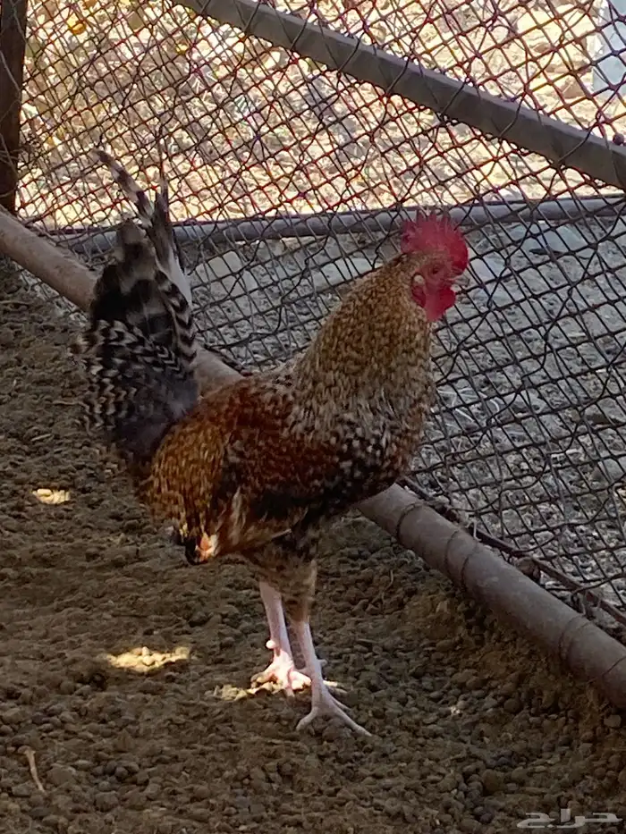 3 ديوك. 2 بلدي 1 ماكنتوش 2