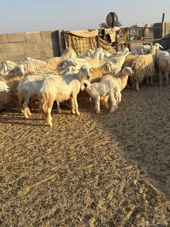 حريات حرش فاخره 14